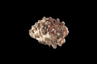 藏品(結螺)的圖片